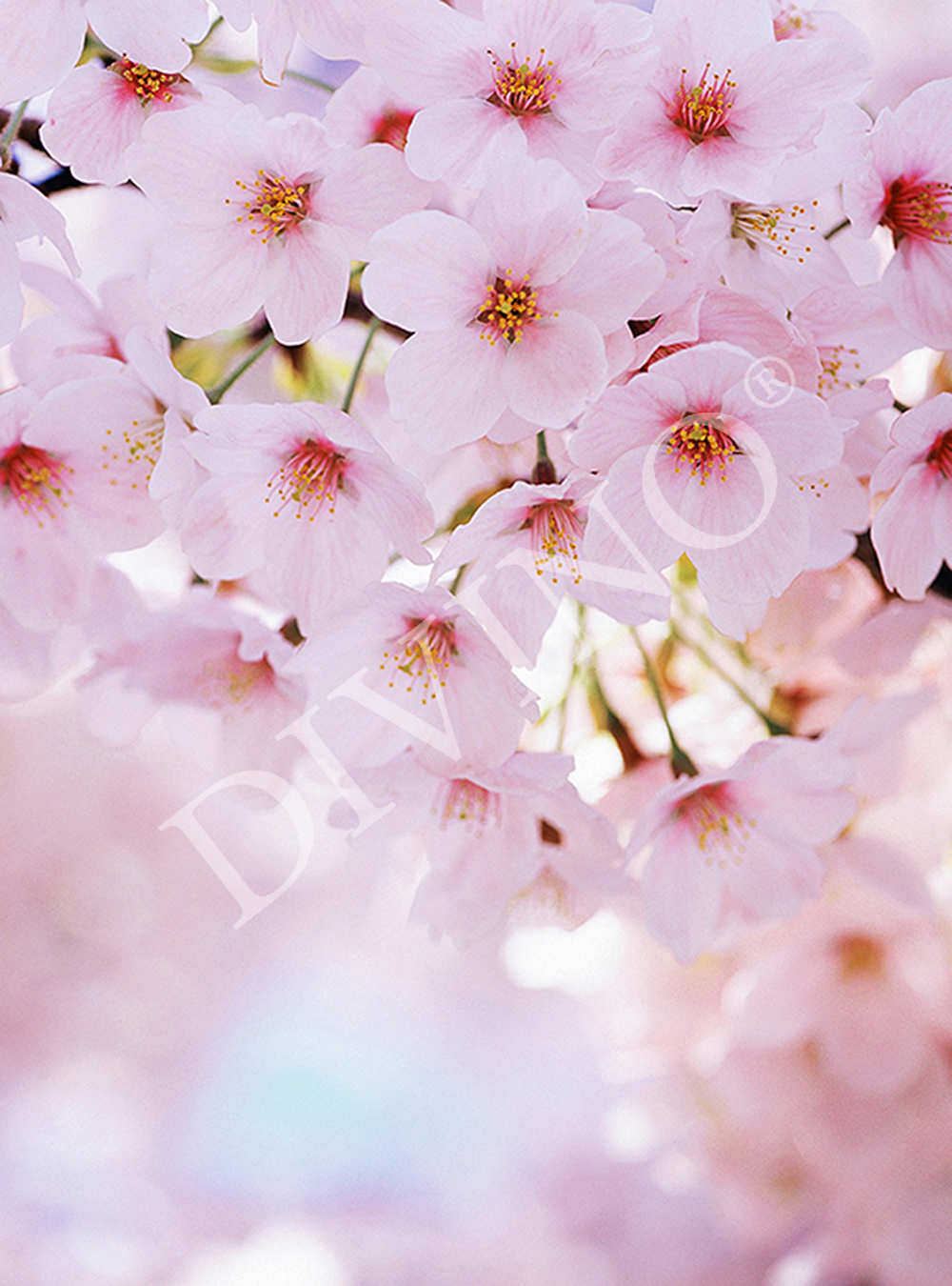 1000x1350  Фотообои Цветы \"Цветущая вишня\" - C-248