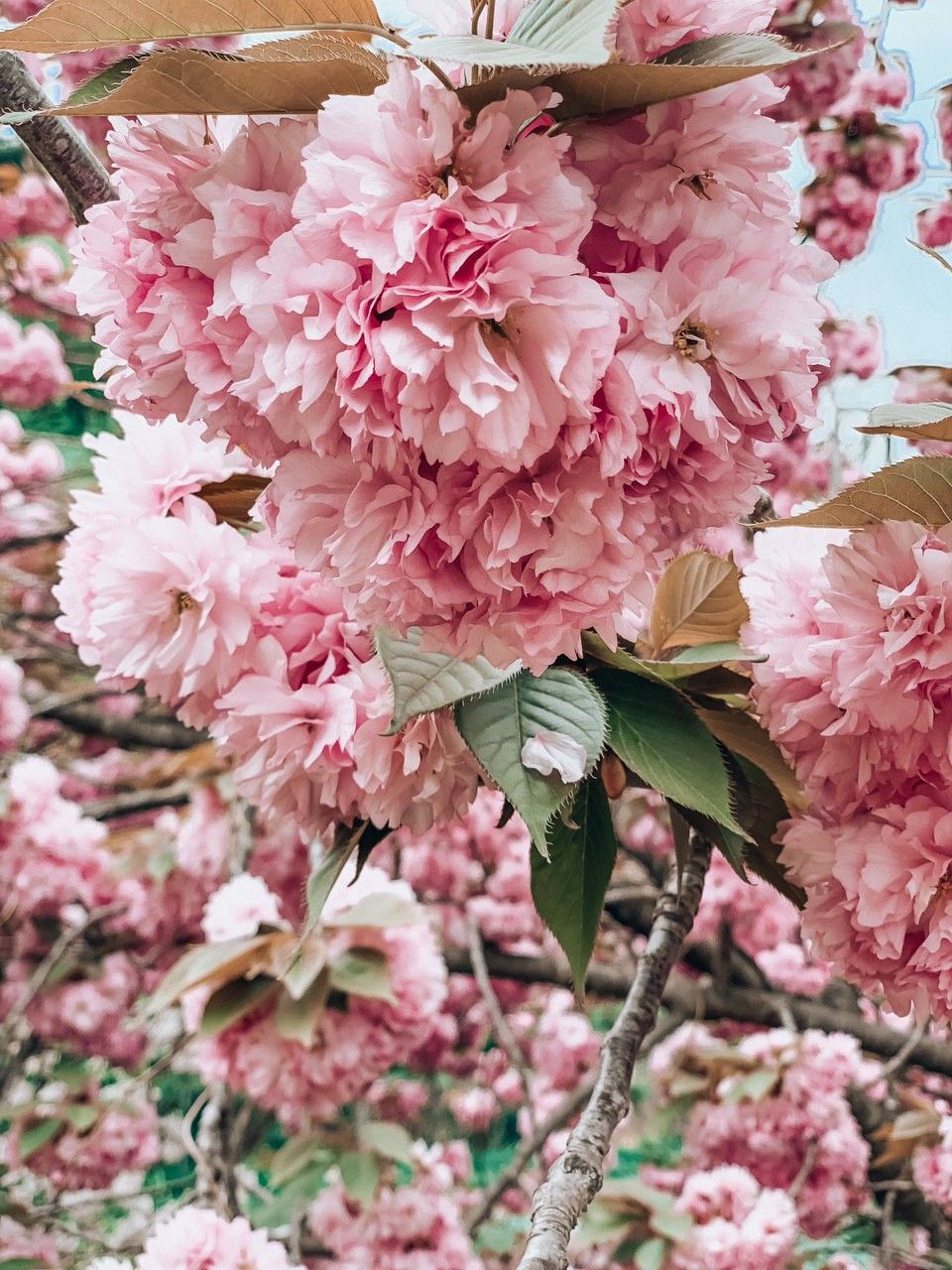 960x1280  Вертикальная версия цветущей вишни фотография картинка весна романтика телефон  обои Фон И картинка для бесплатной загрузки - Pngtree