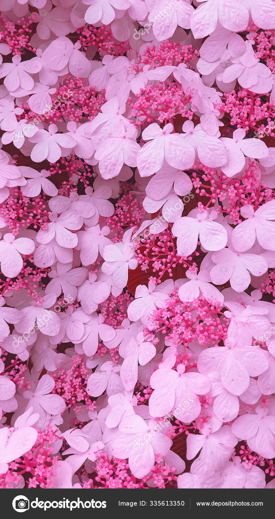 900x1700  Безмятежный дзен-храм в окружении цветущей сакуры обои на телефон | Премиум  Фото