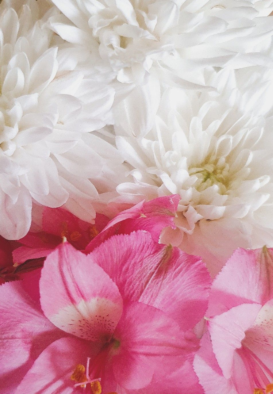 952x1376  обои на телефон, хризантемы | Фиолетовые пионы, Хризантемы, Цветочные фоны