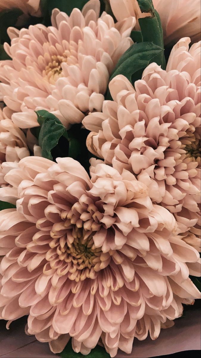 675x1200  Хризантемы | Vegetables, Stuffed mushrooms