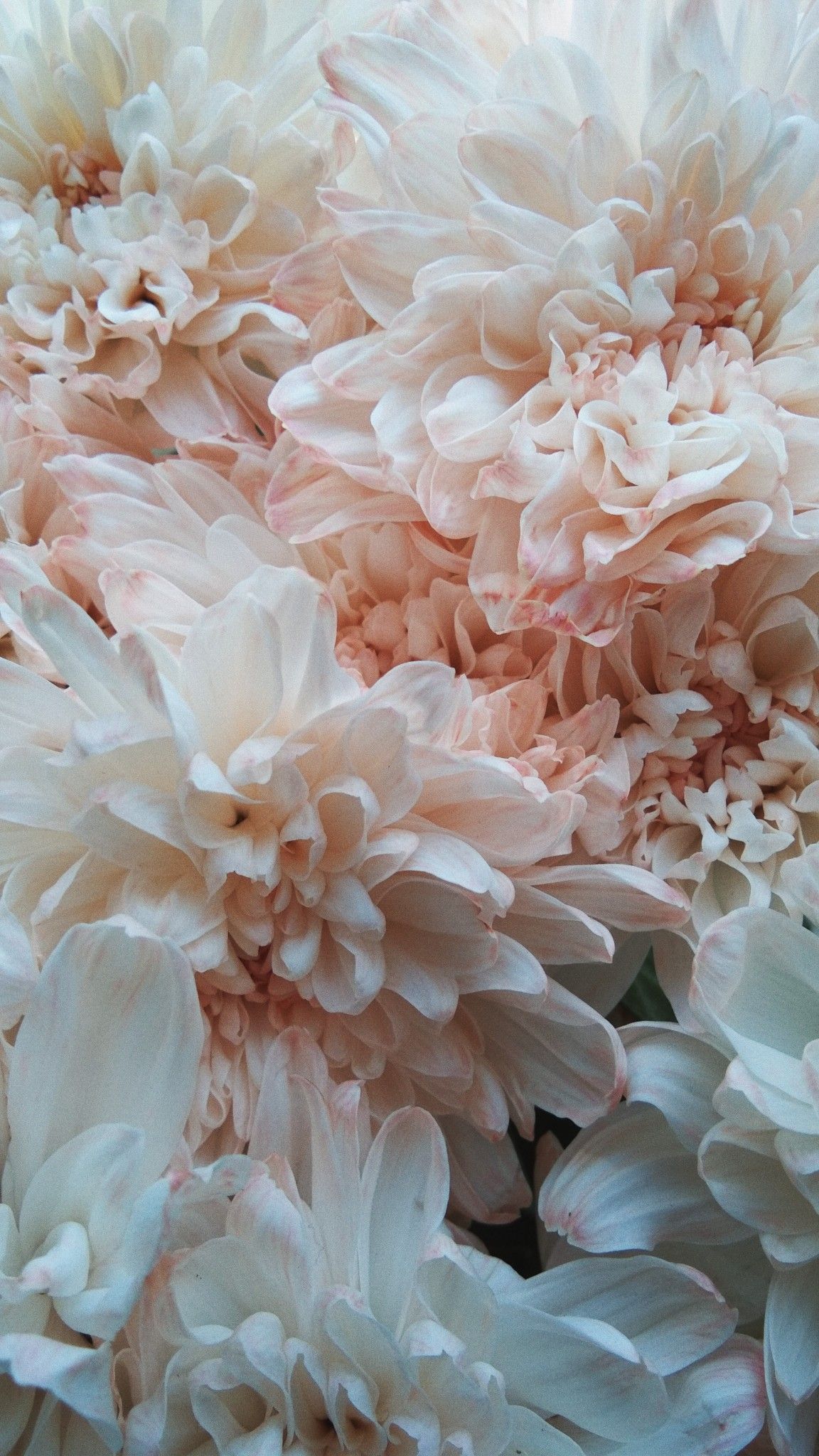 1152x2048  Пин от пользователя gina Hediger на доске Art | Цветочные картины,  Цветочные фоны, Фотографии фонов