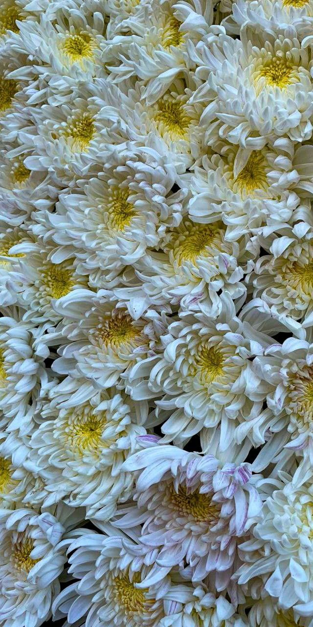 640x1280  Хризантемы☀️