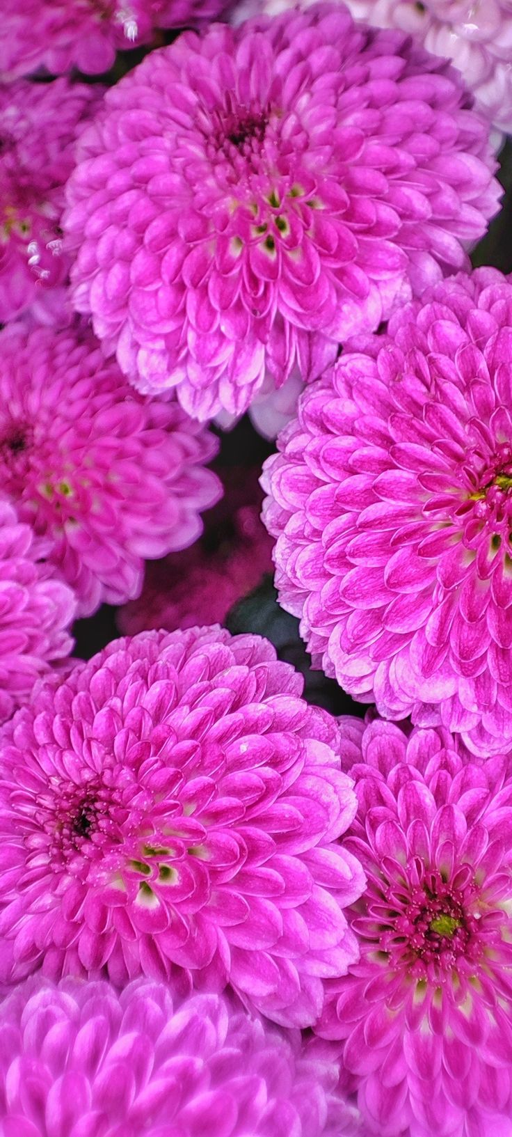 736x1633  Обои на телефон en 2023