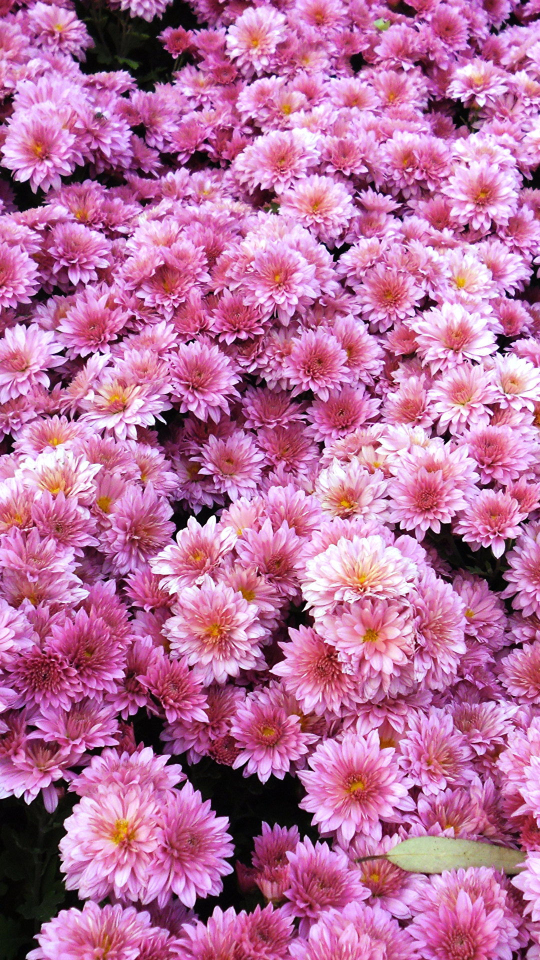1080x1920  Обои для рабочего стола Розовый Цветы Хризантемы Много 1080x1920