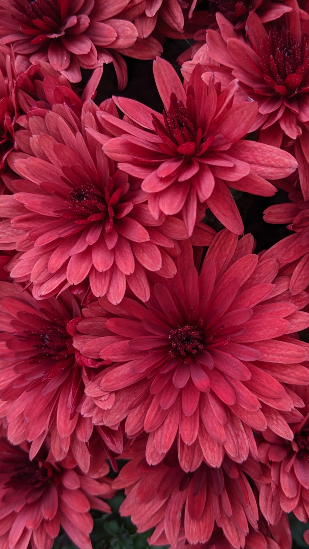 1080x1920  Обои Вселенная, сад космос, цветочный дизайн, красный цвет, Хризантема на  телефон Android, 1080x1920 картинки и фото бесплатно