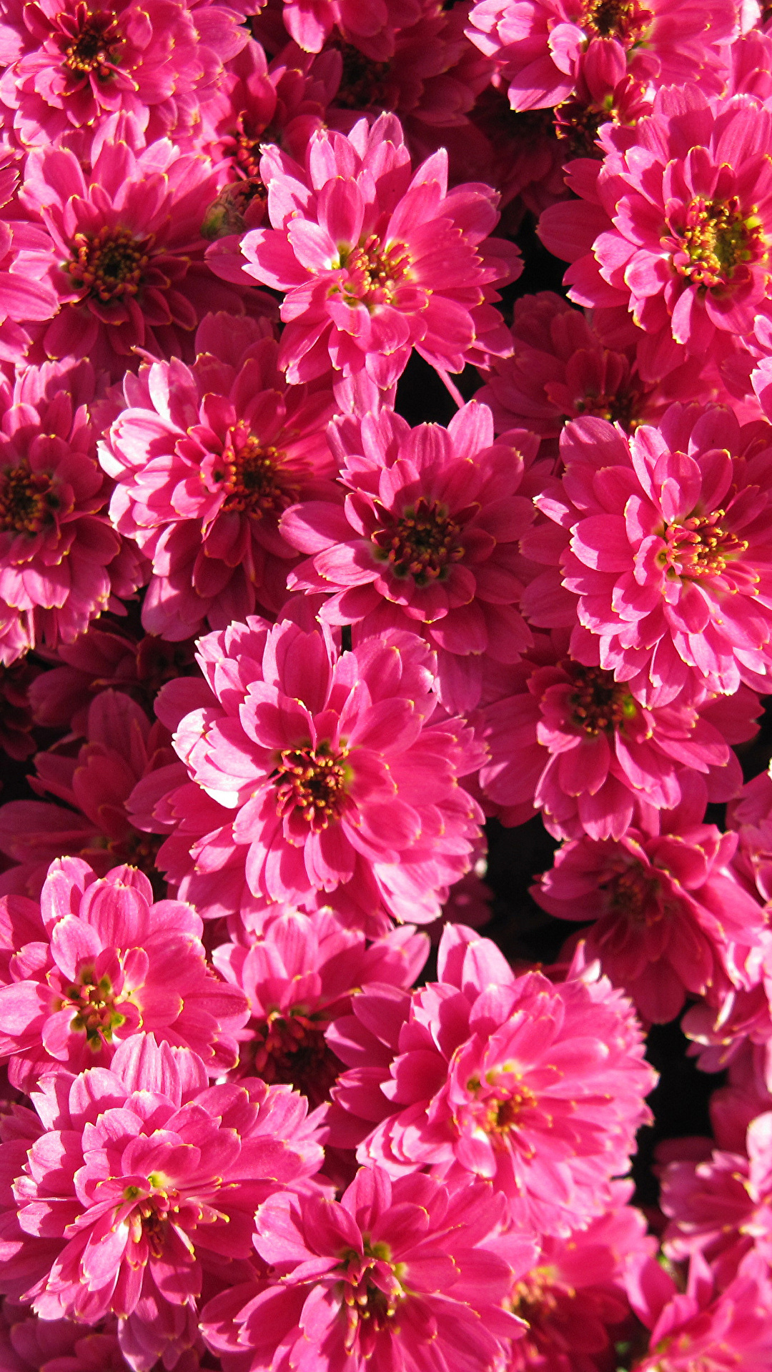 1080x1920  Фото розовая Цветы Хризантемы Много Крупным планом 1080x1920