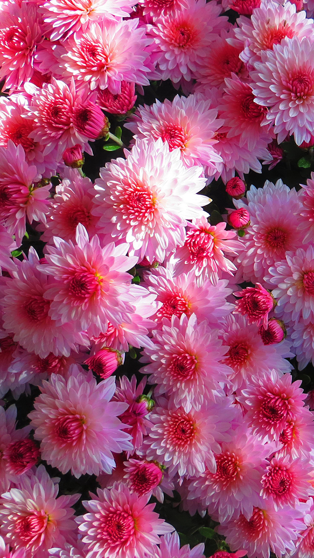 1080x1920  Фото Розовый цветок Хризантемы Много Крупным планом 1080x1920