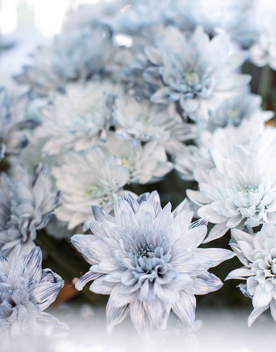 942x1200  Хризантема кустовая - купить в Подольске за 250.00 руб. с доставкой