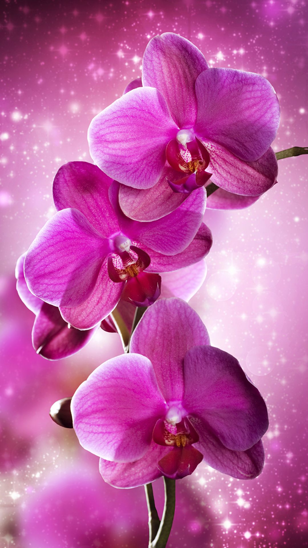 Заставки на телефон орхидеи