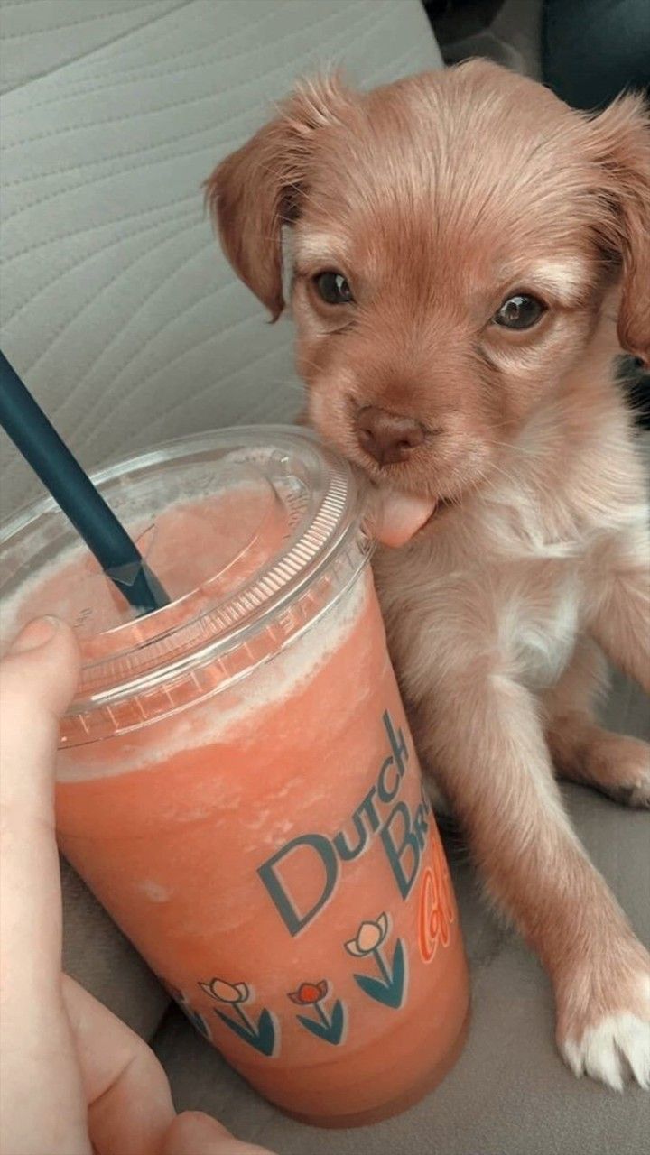 720x1280  обои на телефон в 2023 г | Щенки, Собачки, Милые щенки