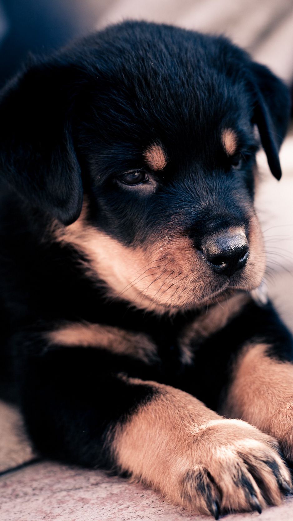 938x1668  Скачать 938x1668 щенок, ротвейлер, собака, лапы, морда обои, картинки  iphone 8/7/6s/6 for parallax