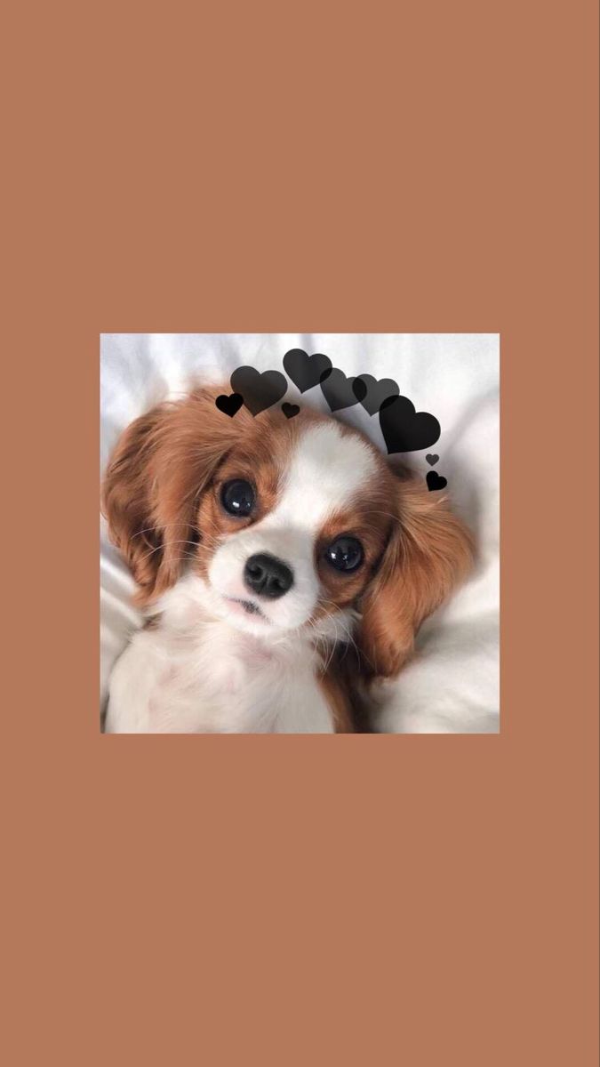 675x1200  обои на телефон | Милые щенки, Фотографии животных, Собачьи портреты