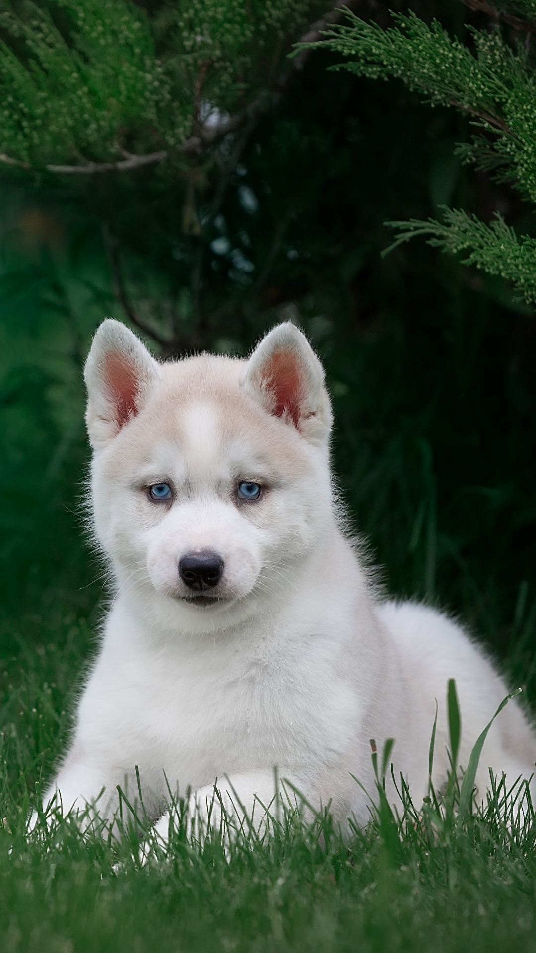 1080x1920  Картинки щенка Хаски собака белые траве Животные 1080x1920