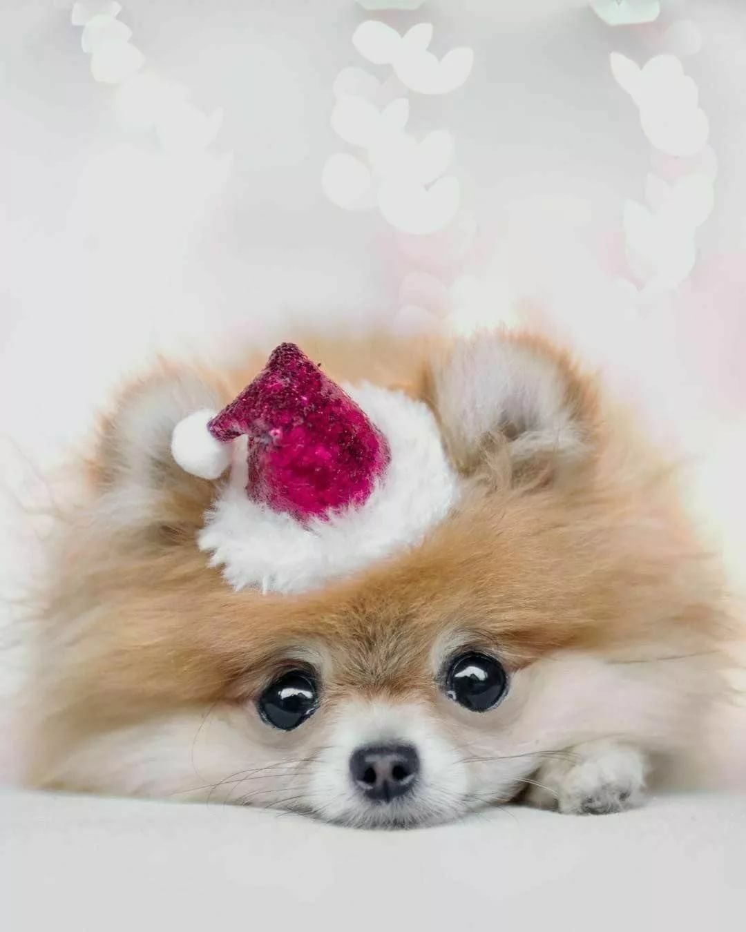 1080x1350  Заставки на телефон щенки - 68 фото