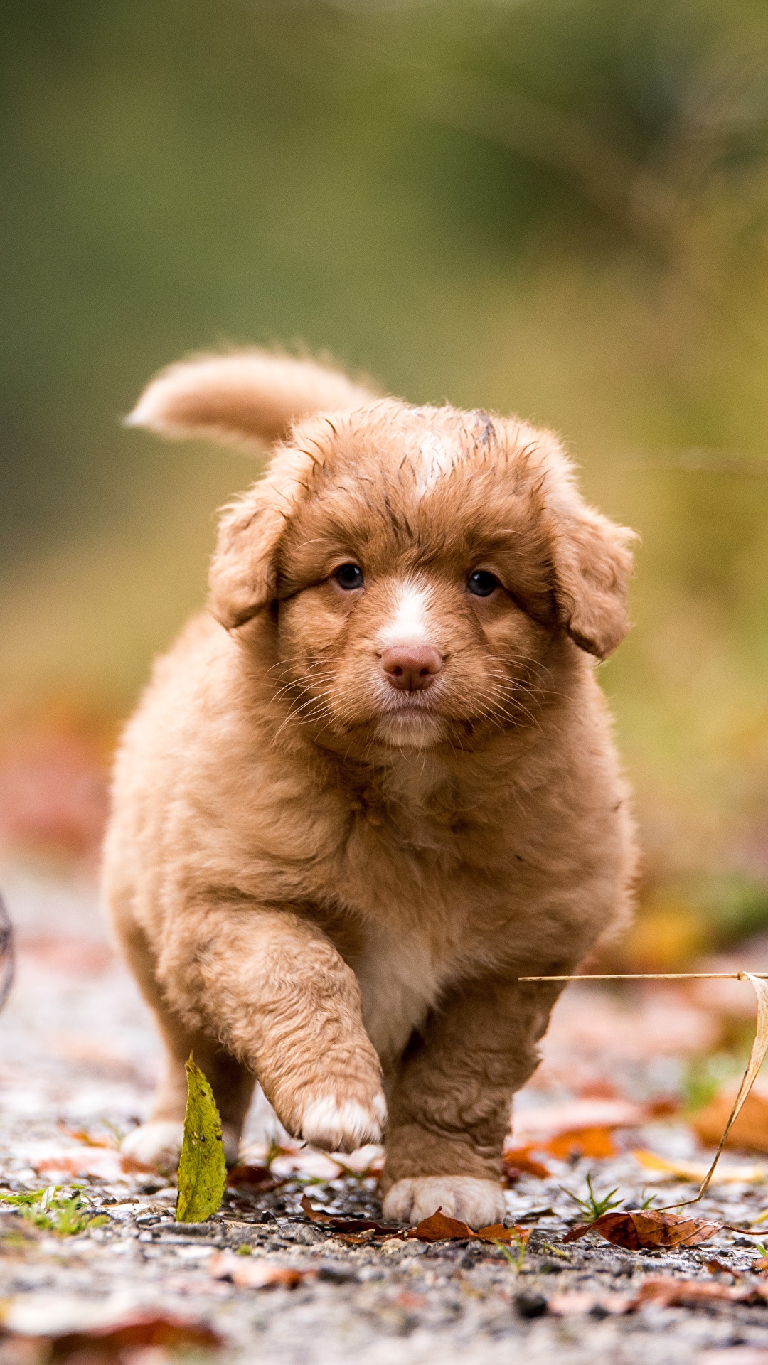 1080x1920  Фотографии щенки Новошотландский ретривер собака боке 1080x1920