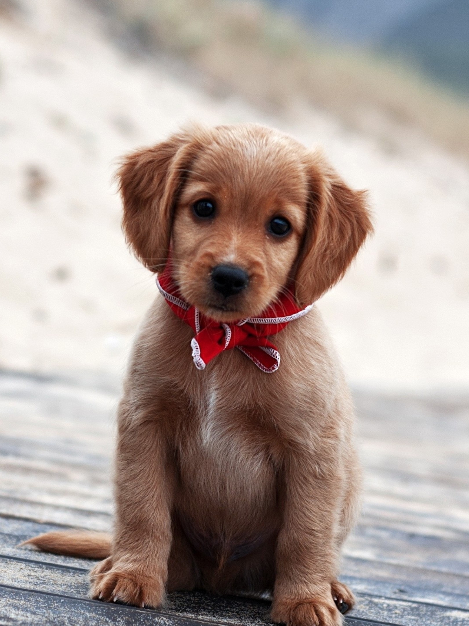 1620x2160  Обои на телефон собачки - 66 фото