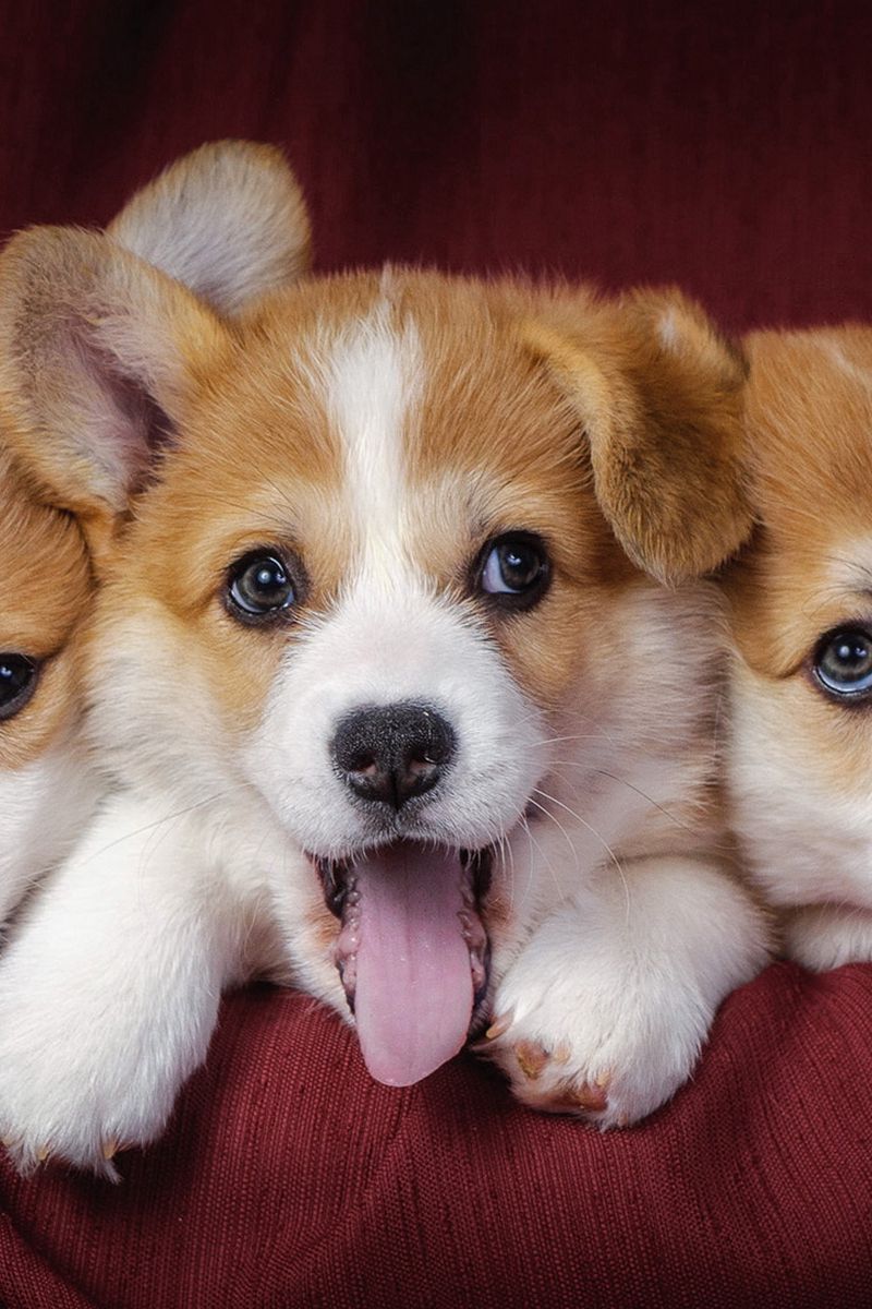 800x1200  Скачать 800x1200 вельш-корги пемброк, щенки, собаки обои, картинки iphone  4s/4 for parallax