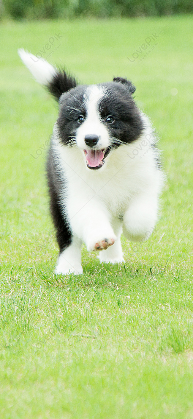 650x1407  Щенок картинки на телефон изображение_Фото номер 400446404_JPG Формат  изображения_ru.lovepik.com