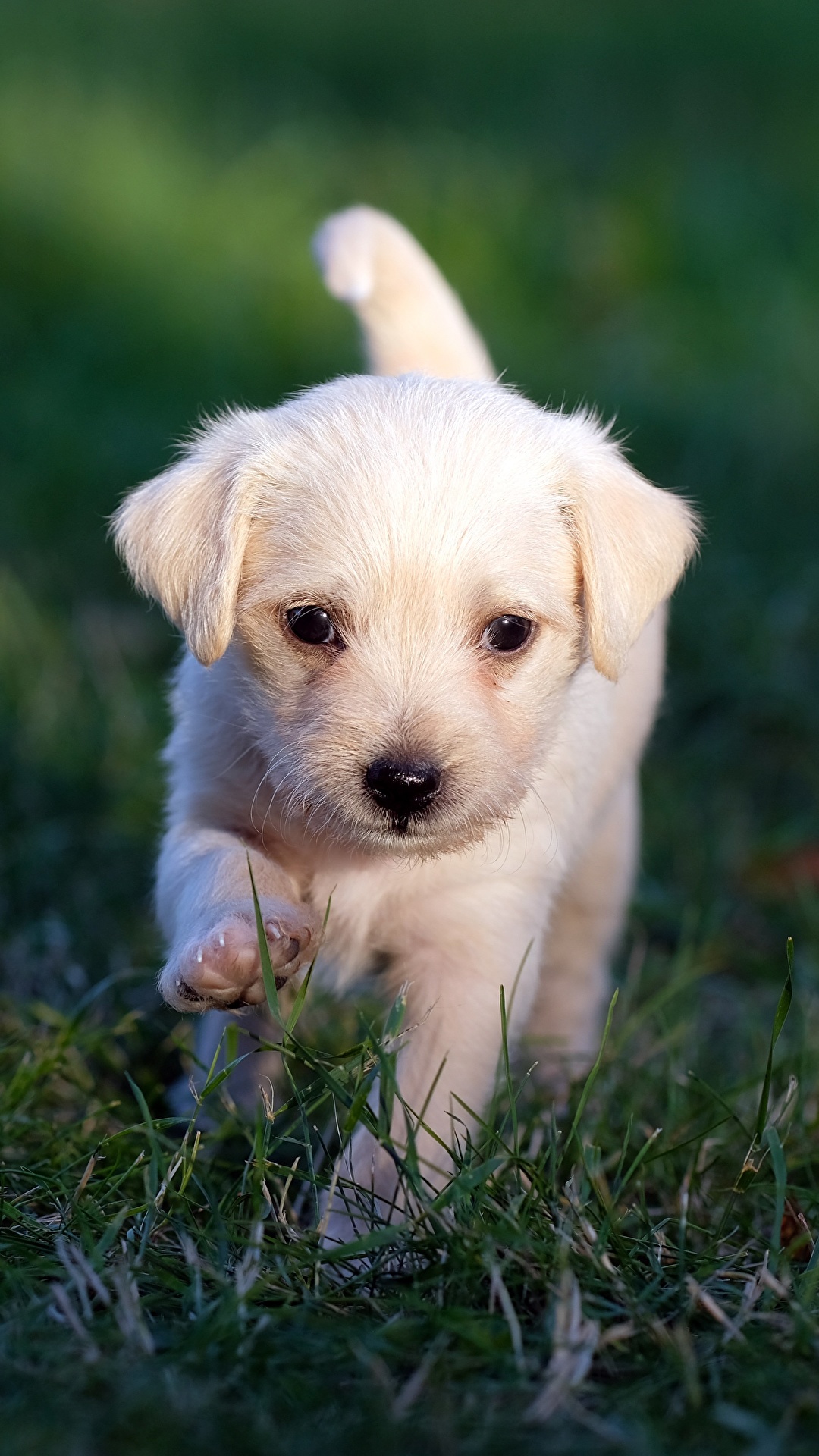 1080x1920  Фото щенков Лабрадор-ретривер Собаки боке белых траве 1080x1920