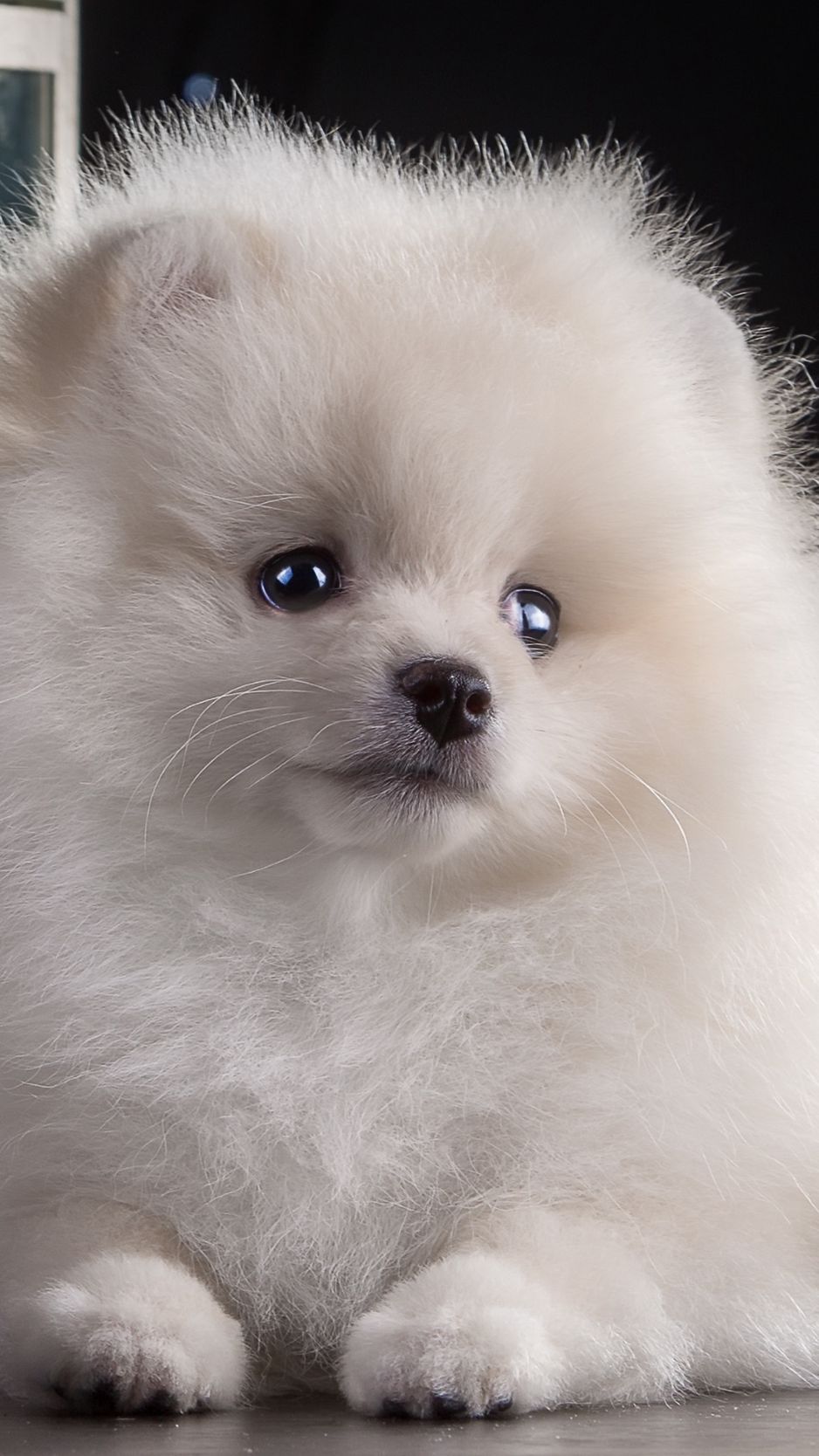938x1668  Скачать 938x1668 шпиц, щенок, белый, красивый обои, картинки iphone  8/7/6s/6 for parallax