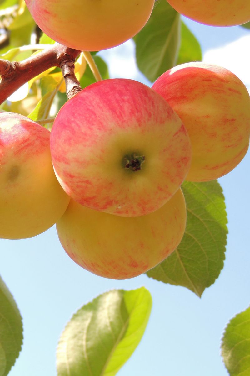 800x1200  Скачать 800x1200 яблоки, ветка, листья, фон обои, картинки iphone 4s/4 for  parallax