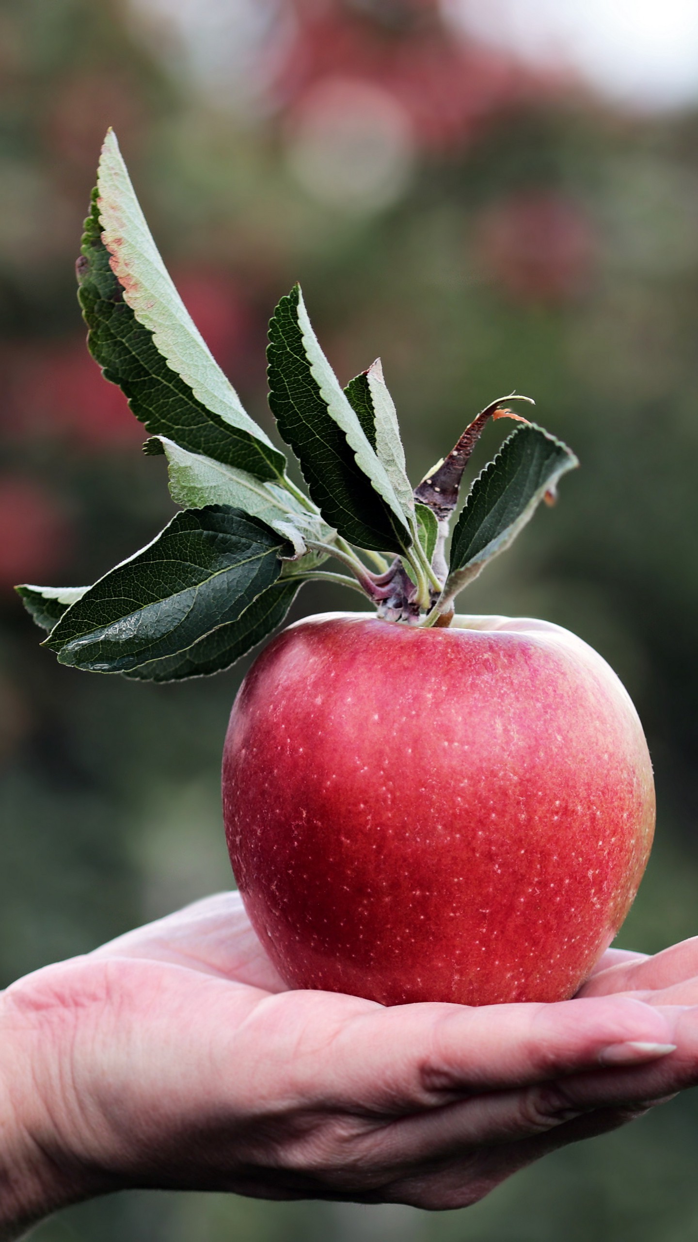 1440x2560  Обои на телефон яблоко, рука, фрукт - скачать бесплатно в высоком качестве  из категории \"Еда\"