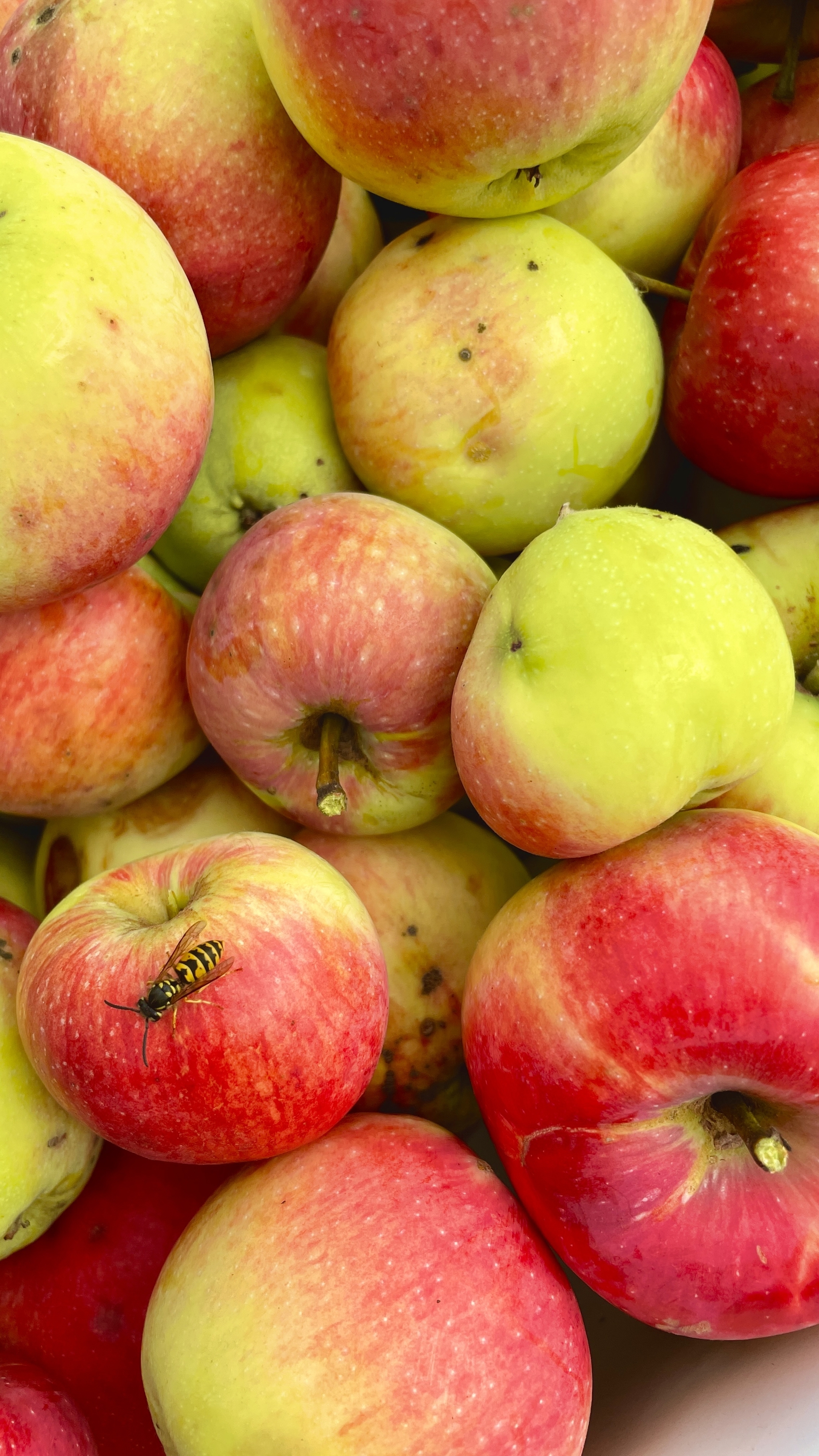 2048x3641  День 39 | Пикабу