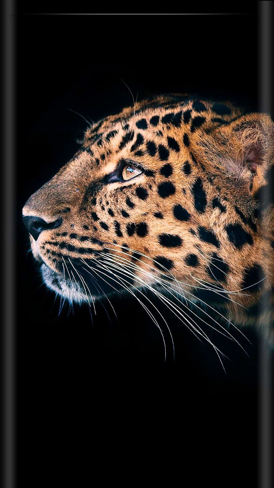 1080x1920  Pin by Irina Irina on Обои телефон (1080*1920) | Leopard wallpaper, Animals  wild, Animal wallpaper