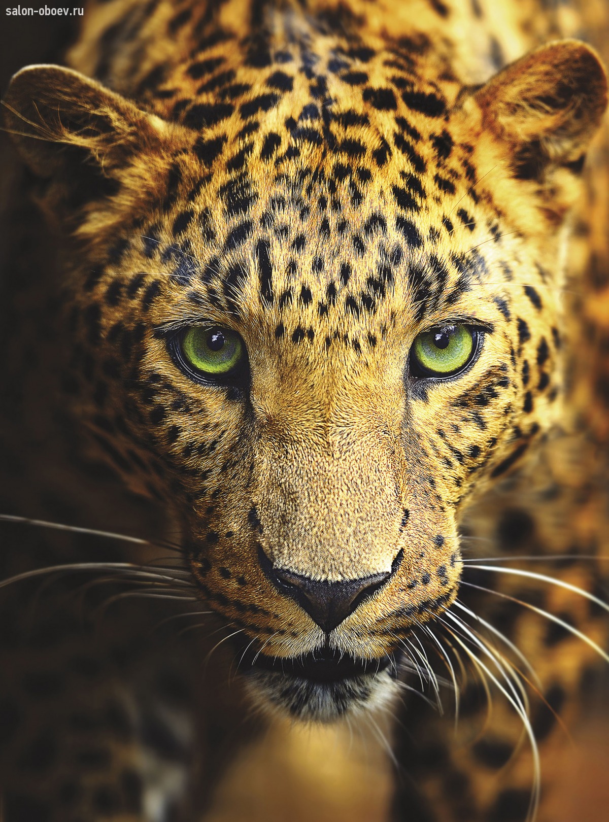 1200x1620  Обои Животные ORTOGRAF артикул 4180 купить с доставкой в интернет-магазине  - Салон обоев Москва