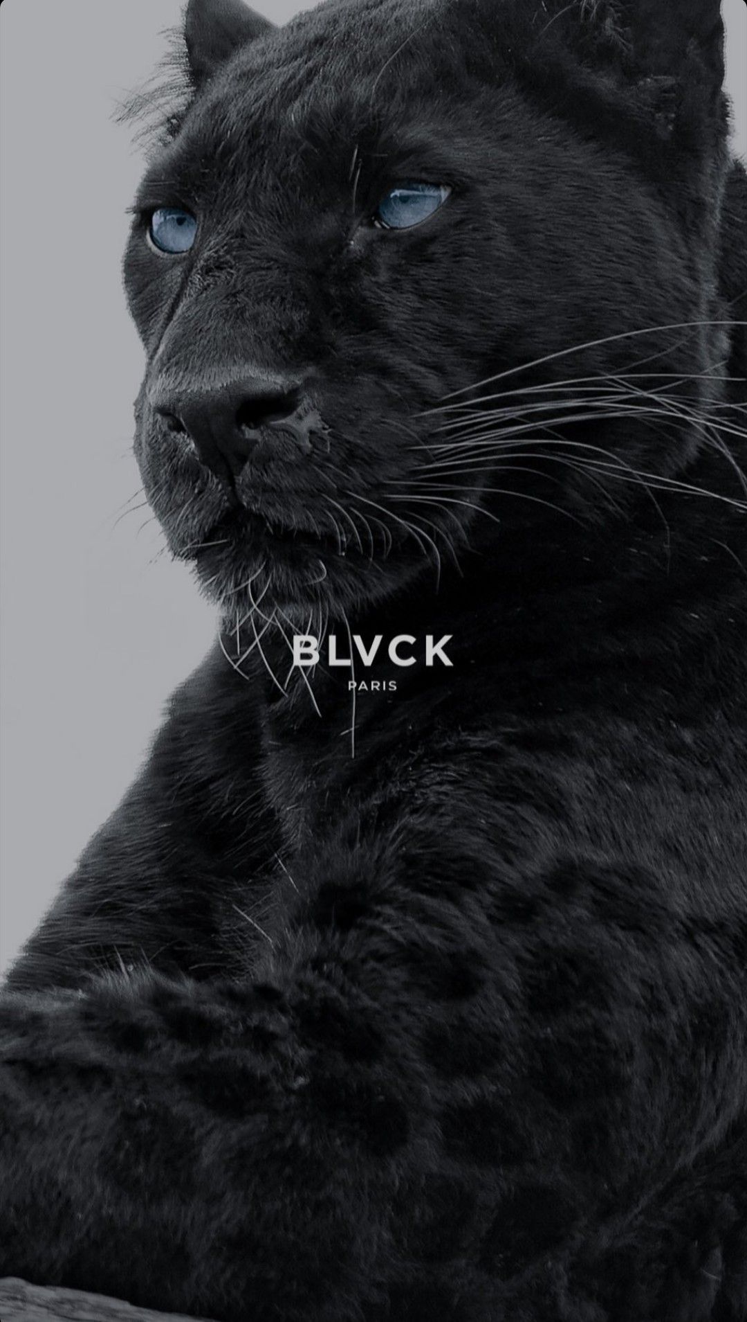 1080x1909  Pin by Vianaemanuel on Fondo de iphone | Jaguar wallpaper, Animal wallpaper,  Panther