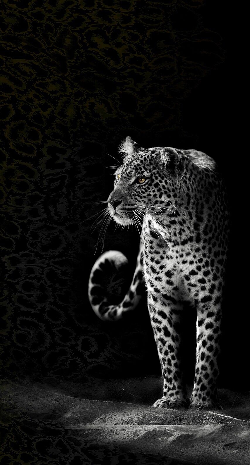 854x1590  Обои на телефон ягуар - 61 фото