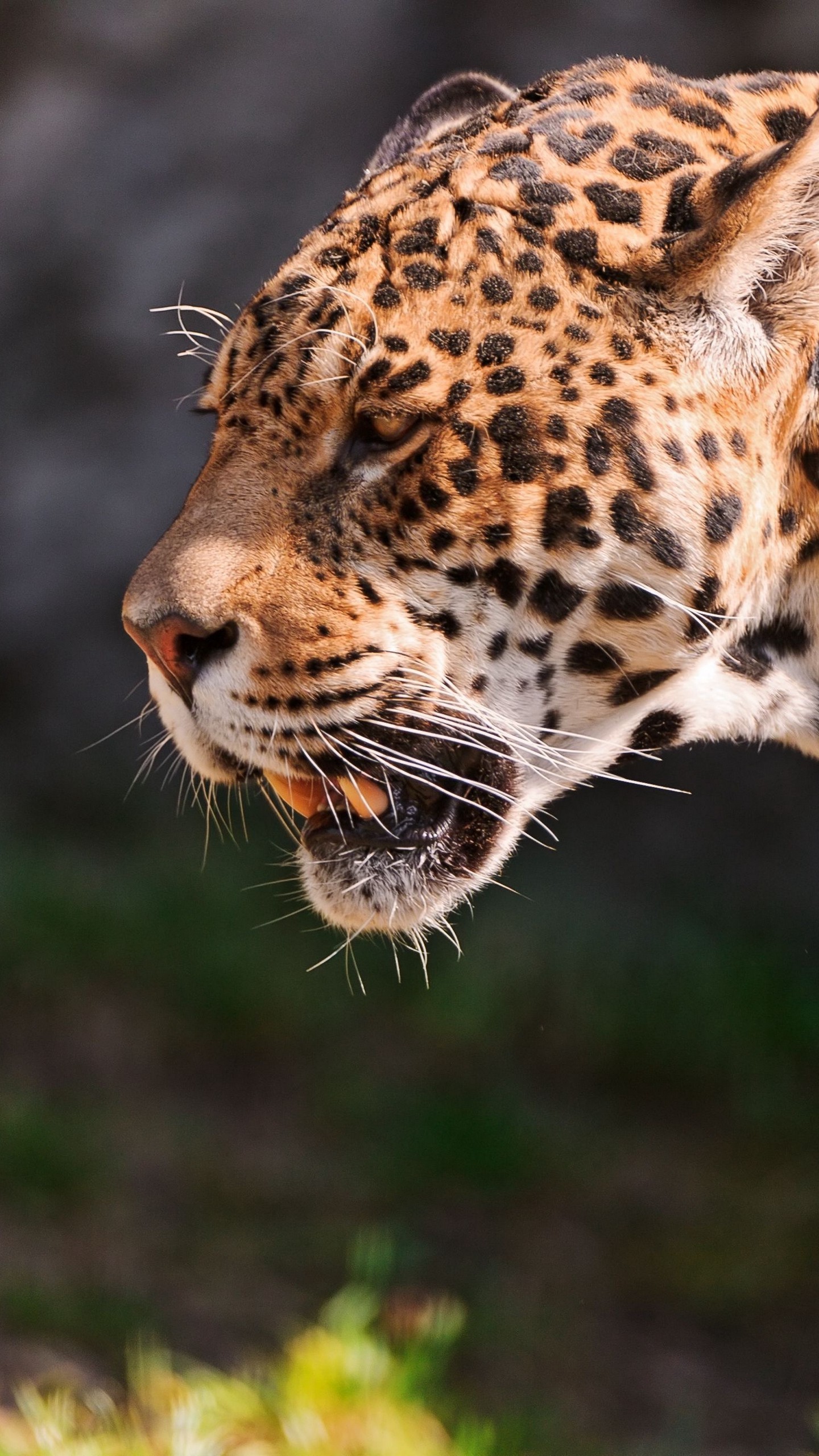 1440x2560  Обои на телефон ягуар, оскал, трава, хищник, морда - скачать бесплатно в  высоком качестве из категории \"Животные\"