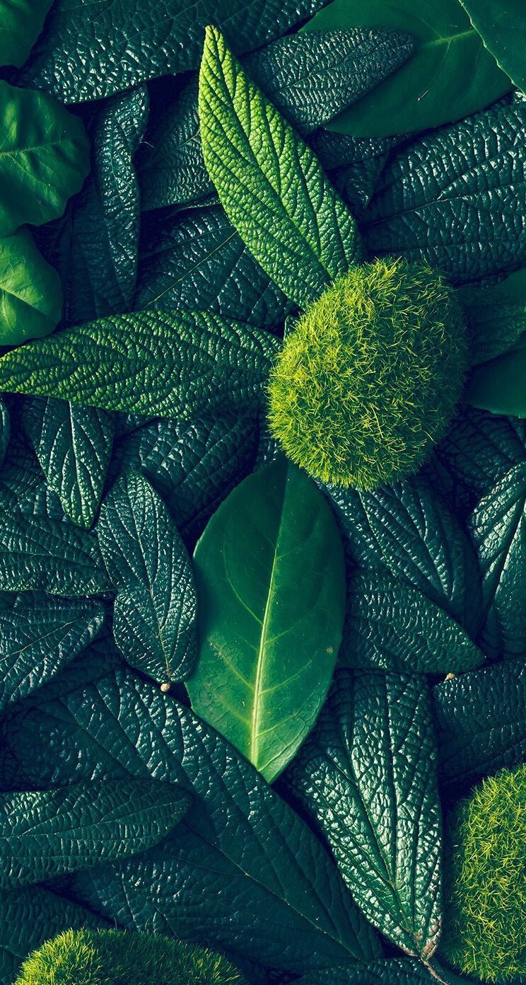 744x1392  Pin by Persik🍑 on сохранённое мной | Green nature, Nature wallpaper, Green  wallpaper