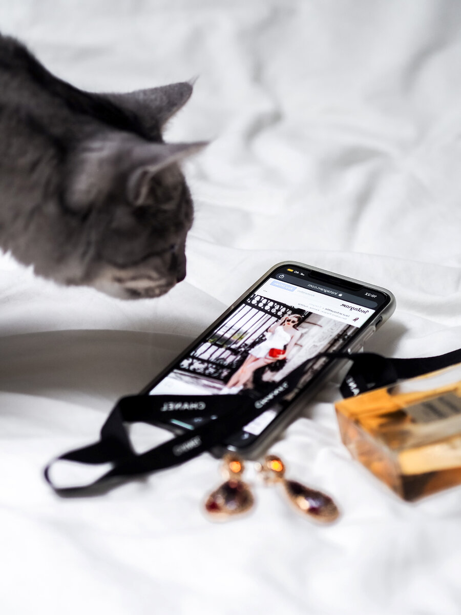 900x1200  Узнаёт ли кошка голос своего человека по телефону | О котах | Дзен