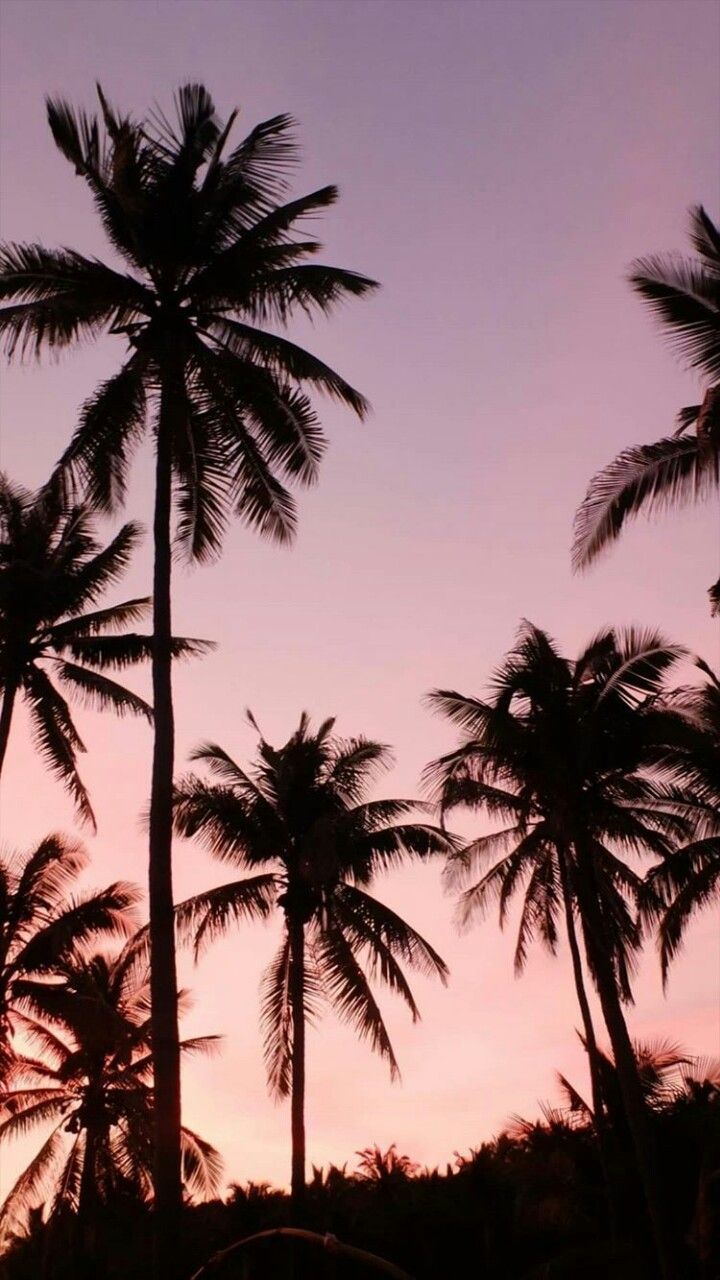 720x1280  sunset / palms | Tree wallpaper iphone, Palm trees wallpaper, Palm wallpaper