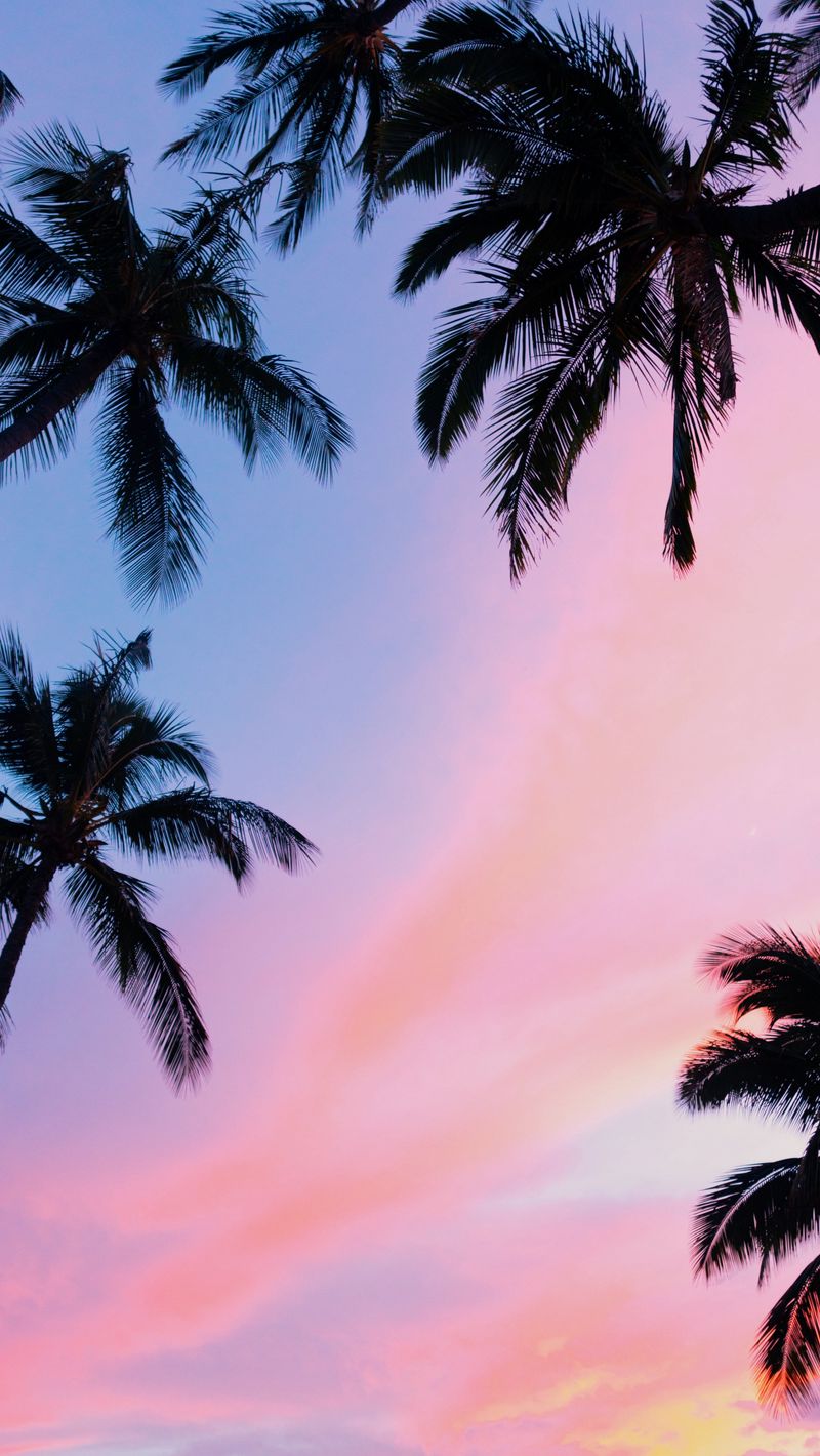 800x1420  Скачать 800x1420 пальмы, закат, вид снизу, ветки, небо обои, картинки  iphone se/5s/5c/5 for parallax