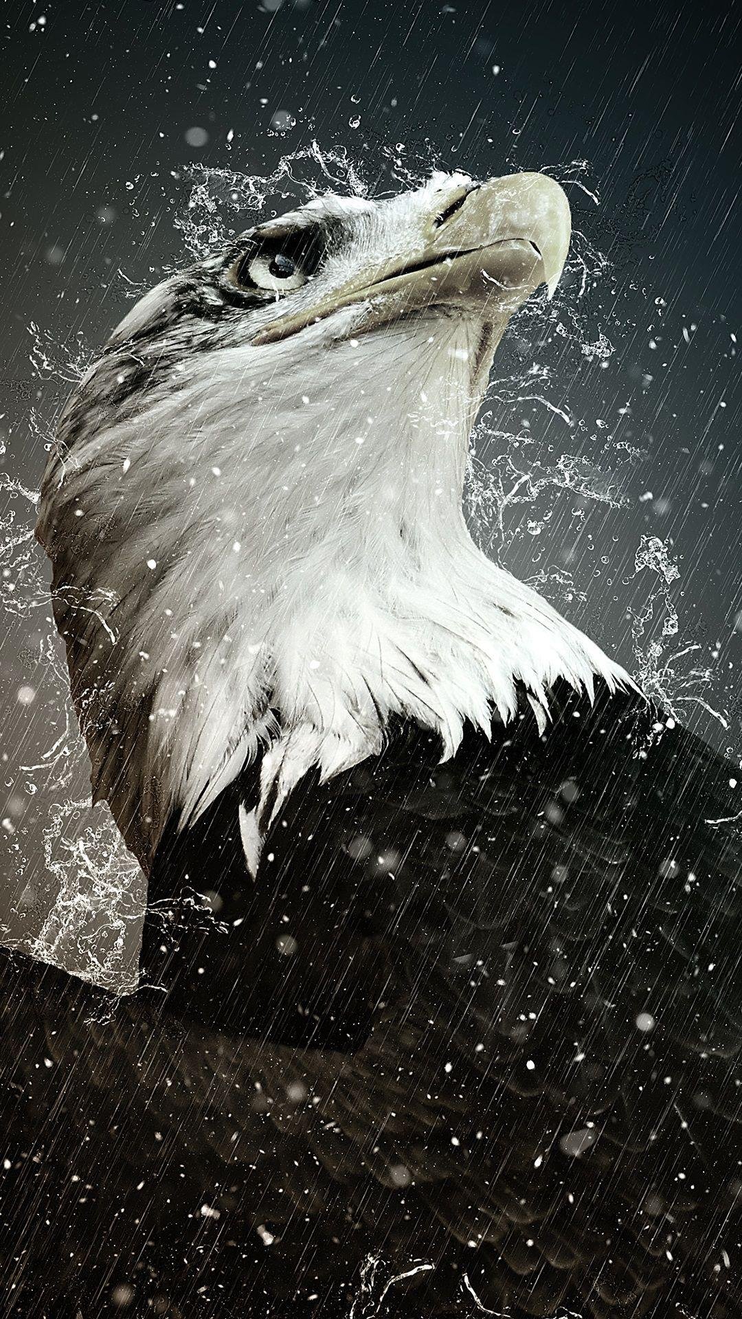 1080x1920  Орел обои на iPhone 6S+/7+/8+, лучшие 1080x1920 картинки | Akspic