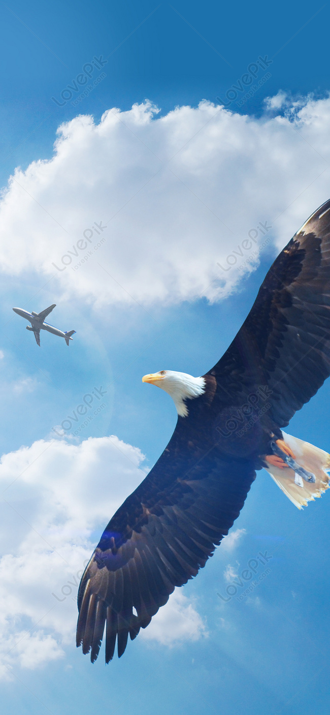 650x1407  Орлы картинки на обои телефона - 65 фото