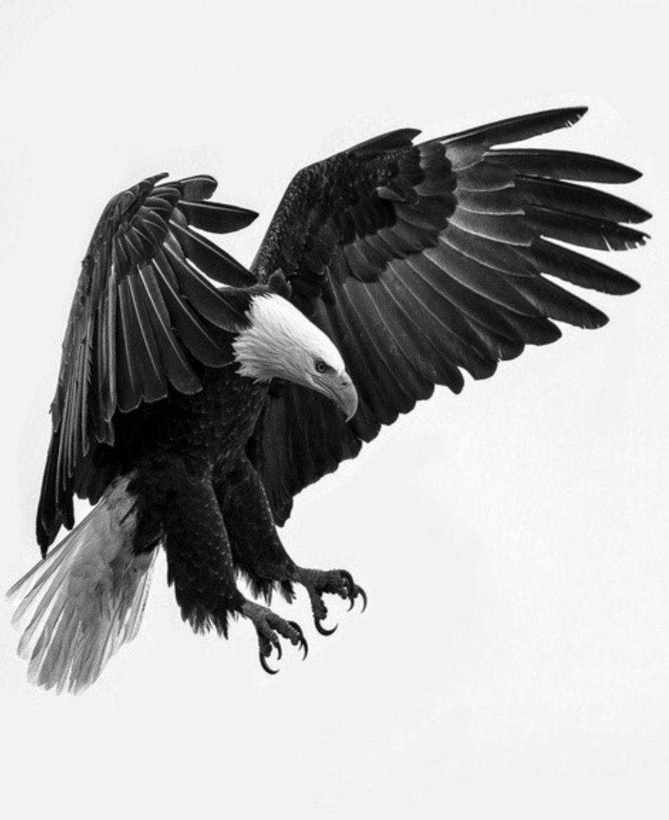 941x1153  Свободный орел - 44 фото