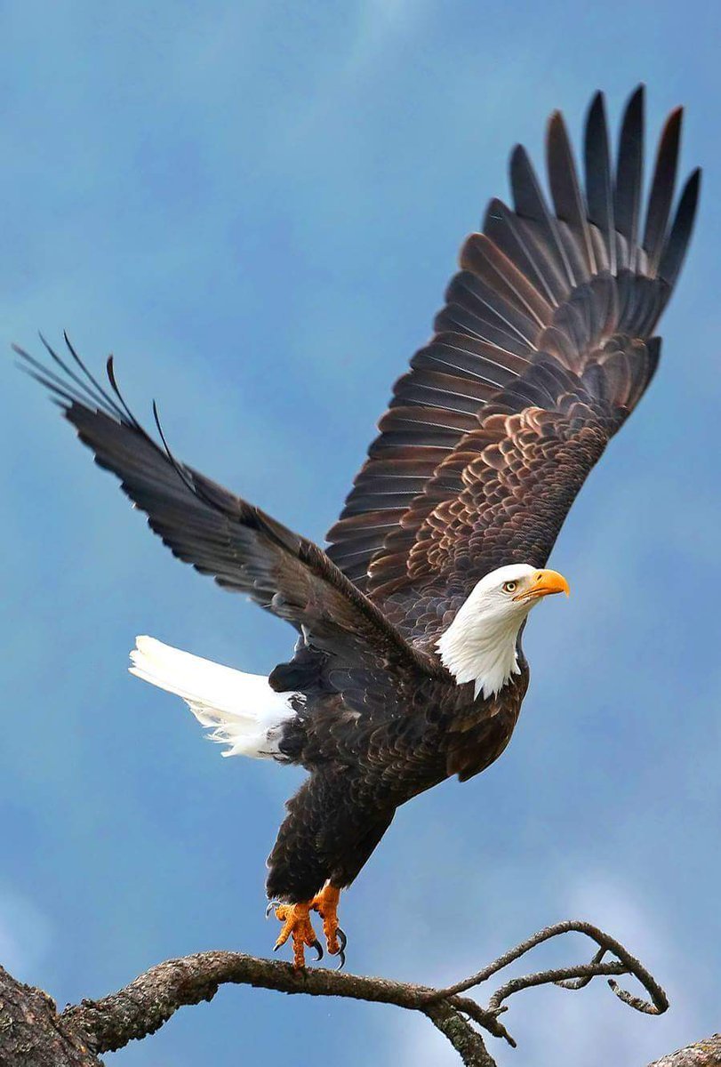 811x1200  Орел обои для Андроид Full HD, лучшие 1080x1920 заставки на телефон | Akspic