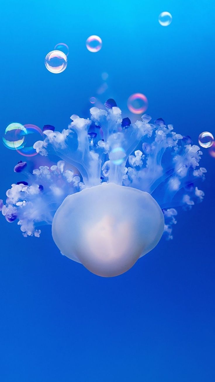 736x1308  Официальный портал Забайкальского края | Единственное в России производство  китайских пельменей показали журналистам в Чите