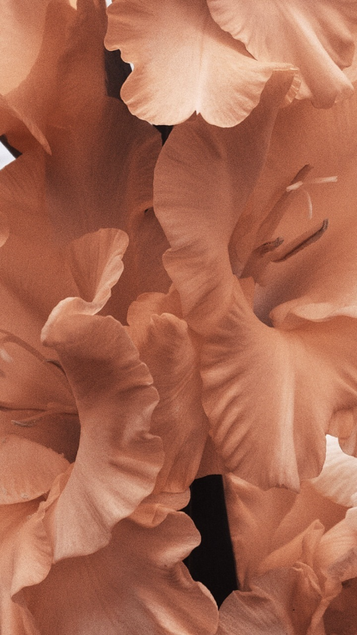 1242x2208  Персик обои на телефон (22 фото)