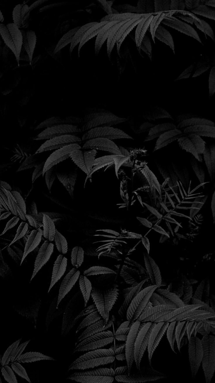 736x1308  Черный фон на экран телефона - 35 фото