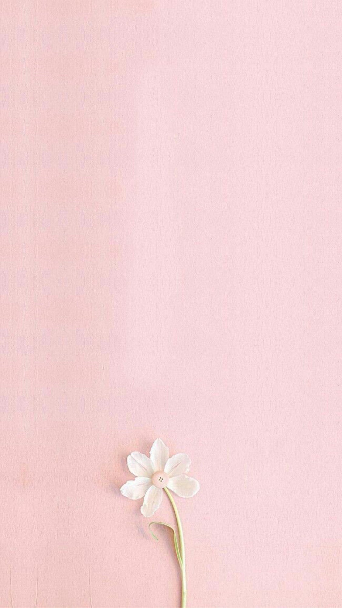 1126x2000  Обои пудрового цвета - 70 фото