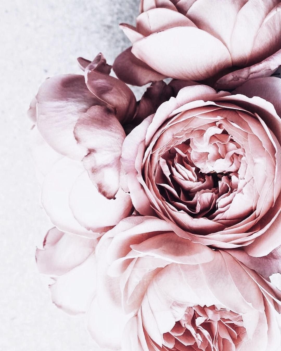 1080x1348  Серо розовые обои на телефон - 62 фото