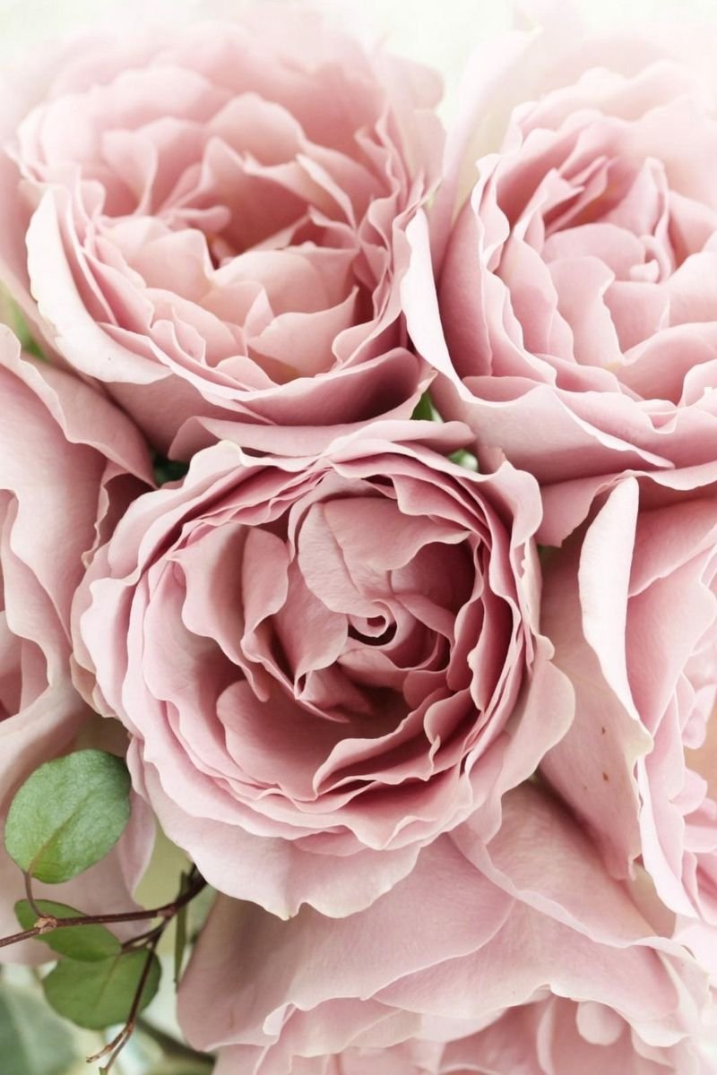 800x1200  Пудровые обои на айфон - 71 фото