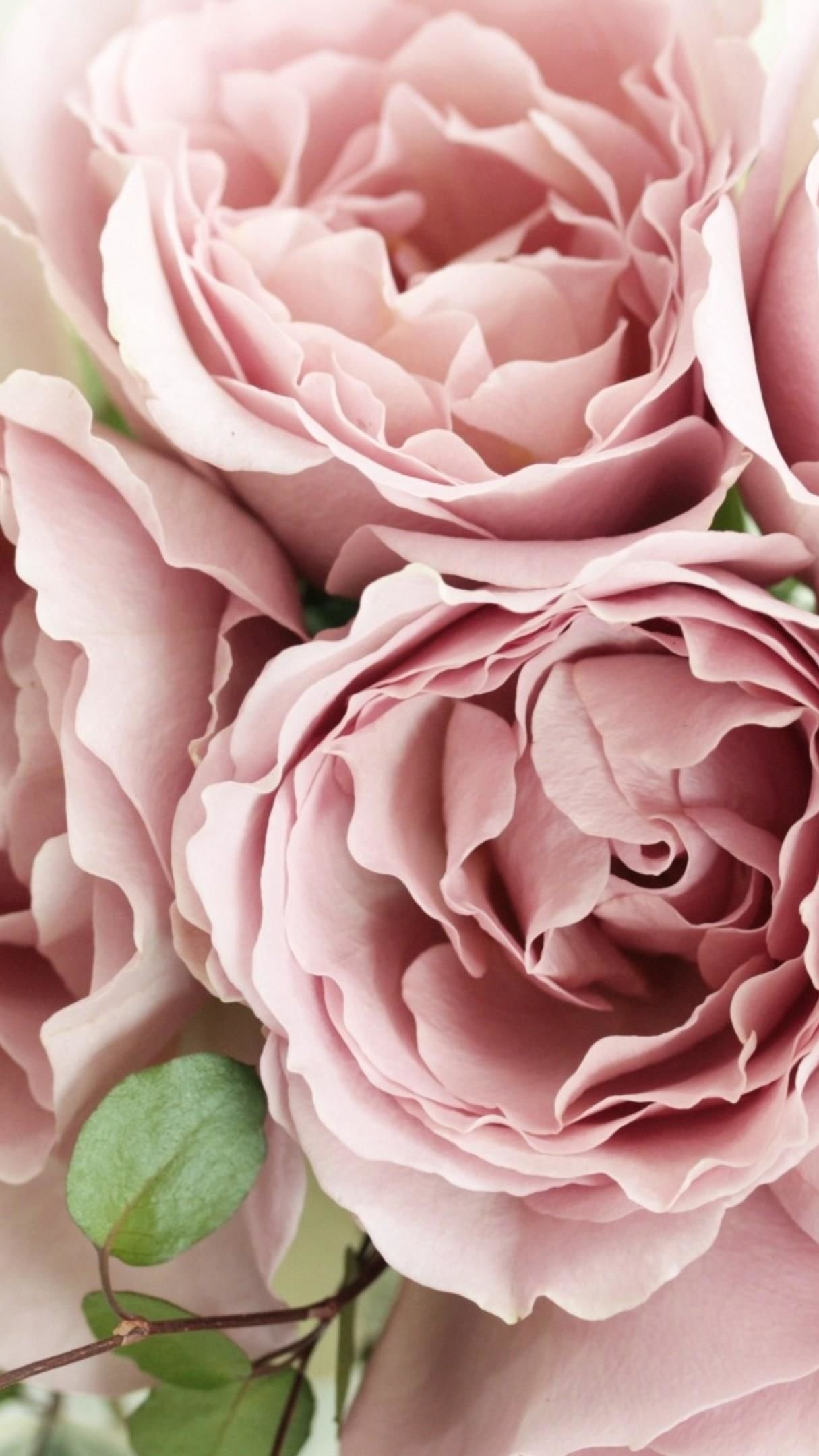 1215x2160  Пудровые розы - 58 фото