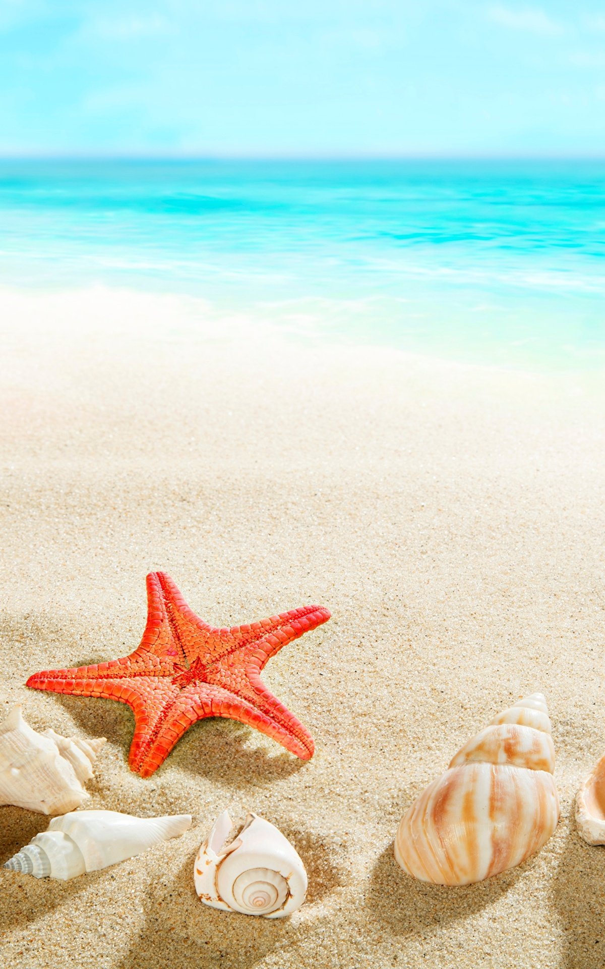 1200x1920  Ракушки обои на телефон - фото и картинки: 53 штук