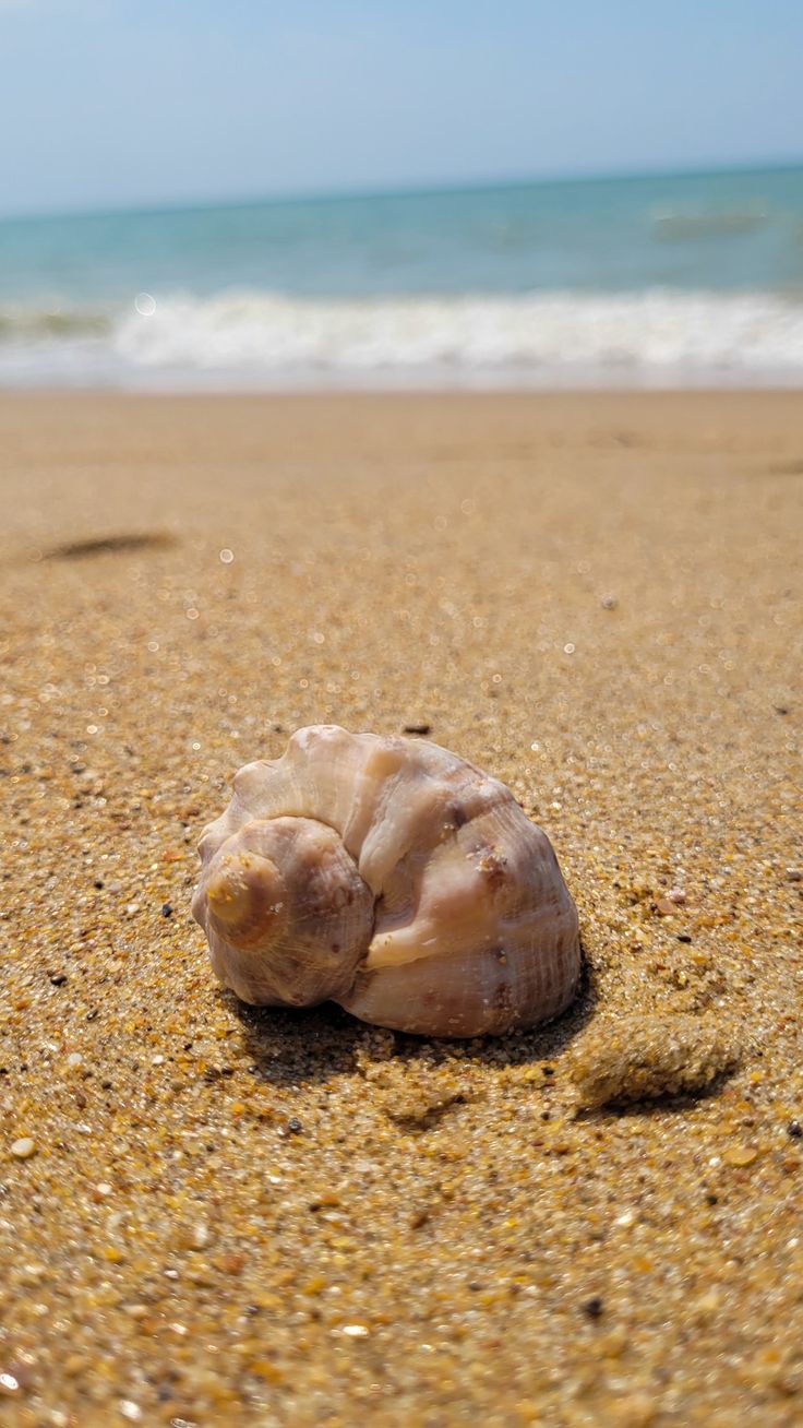 736x1308  Ракушки обои на телефон - фото и картинки: 53 штук
